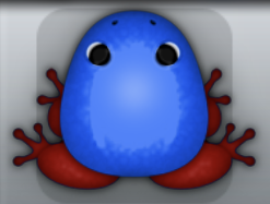Blue Tingo Clunicula Frog from Pocket Frogs