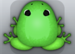 Emerald Muscus Clunicula Frog from Pocket Frogs