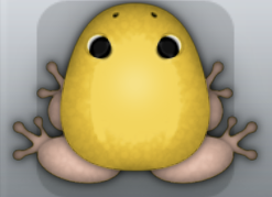 Golden Ceres Clunicula Frog from Pocket Frogs