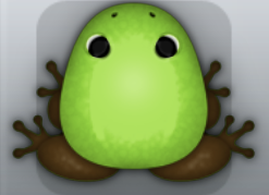 Green Bruna Clunicula Frog from Pocket Frogs