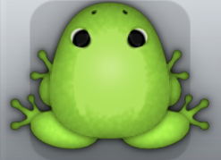Green Folium Clunicula Frog from Pocket Frogs