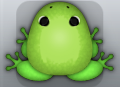 Green Muscus Clunicula Frog from Pocket Frogs