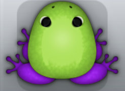 Green Viola Clunicula Frog from Pocket Frogs