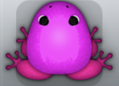 Pink Floris Clunicula Frog from Pocket Frogs