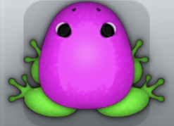 Pink Muscus Clunicula Frog from Pocket Frogs