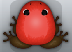 Red Bruna Clunicula Frog from Pocket Frogs