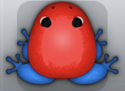 Red Caelus Clunicula Frog from Pocket Frogs