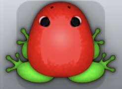 Red Muscus Clunicula Frog from Pocket Frogs