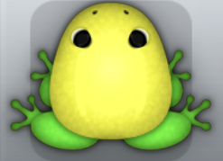 Yellow Muscus Clunicula Frog from Pocket Frogs