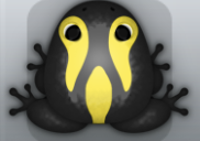 Black Aurum Cornus Frog from Pocket Frogs