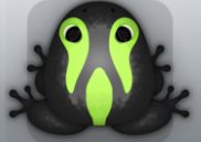 Black Folium Cornus Frog from Pocket Frogs