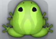 Green Folium Cornus Frog from Pocket Frogs