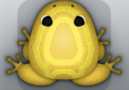 Golden Aurum Corona Frog from Pocket Frogs