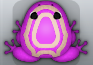 Pink Ceres Corona Frog from Pocket Frogs