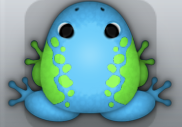 Azure Muscus Dextera Frog from Pocket Frogs