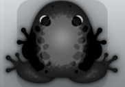 Black Picea Dextera Frog from Pocket Frogs