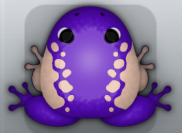 Purple Ceres Dextera Frog from Pocket Frogs