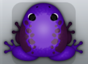 Purple Pruni Dextera Frog from Pocket Frogs