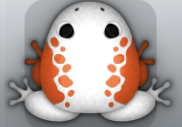 White Carota Dextera Frog from Pocket Frogs