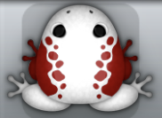 White Tingo Dextera Frog from Pocket Frogs