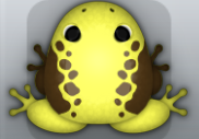 Yellow Bruna Dextera Frog from Pocket Frogs