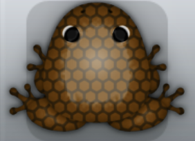 Cocos Cafea Favus Frog from Pocket Frogs