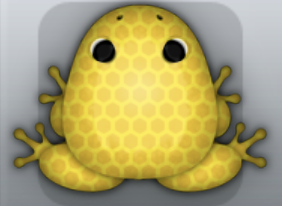 Golden Aurum Favus Frog from Pocket Frogs