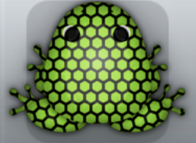 Green Picea Favus Frog from Pocket Frogs
