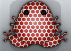 Maroon Albeo Favus Frog from Pocket Frogs