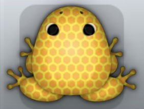 Orange Aurum Favus Frog from Pocket Frogs