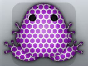 Royal Albeo Favus Frog from Pocket Frogs