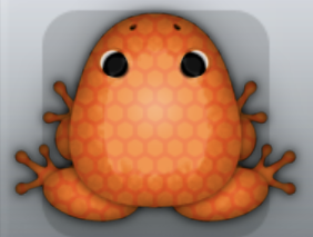 Tangelo Carota Favus Frog from Pocket Frogs