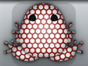 White Tingo Favus Frog from Pocket Frogs