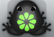 Black Muscus Floresco Frog from Pocket Frogs