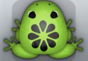 Green Picea Floresco Frog from Pocket Frogs