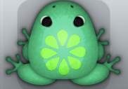 Marine Muscus Floresco Frog from Pocket Frogs