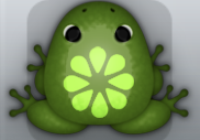 Olive Folium Floresco Frog from Pocket Frogs