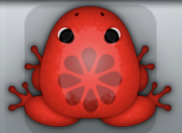 Red Tingo Floresco Frog from Pocket Frogs