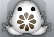 White Cafea Floresco Frog from Pocket Frogs