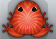 Red Carota Frondis Frog from Pocket Frogs
