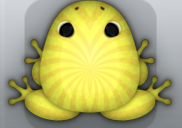 Yellow Aurum Frondis Frog from Pocket Frogs