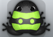 Black Folium Geminus Frog from Pocket Frogs