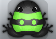 Black Muscus Geminus Frog from Pocket Frogs