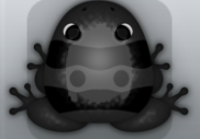 Black Picea Geminus Frog from Pocket Frogs