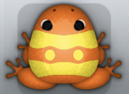 Tangelo Aurum Geminus Frog from Pocket Frogs