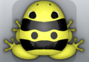 Yellow Picea Geminus Frog from Pocket Frogs