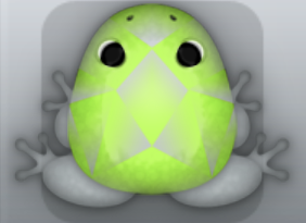 Glass Folium Gemma Frog from Pocket Frogs