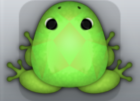 Green Muscus Gemma Frog from Pocket Frogs