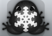 Black Albeo Glacio Frog from Pocket Frogs