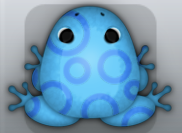 Azure Caelus Gyrus Frog from Pocket Frogs
